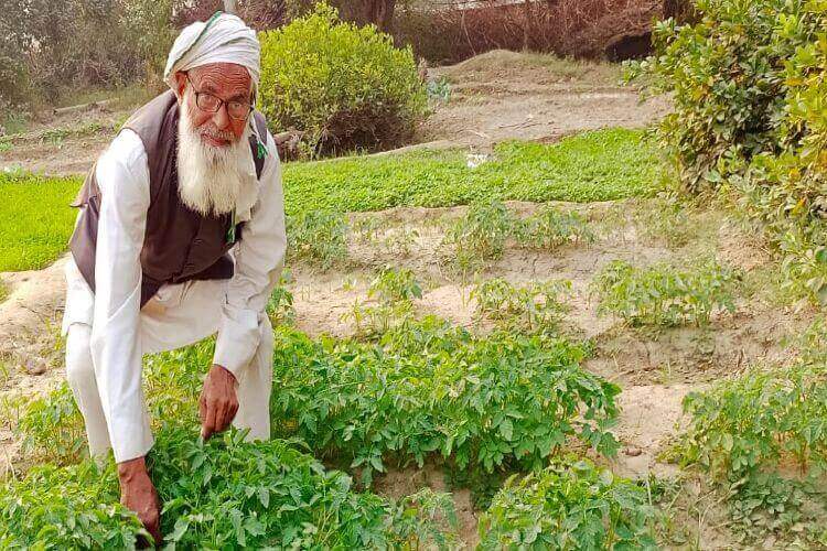 حاجی علی: کاشتکاری کے جدید طریقوں سے بنے مثالی کسان