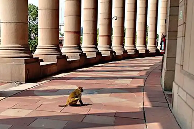 پارلیمنٹ احاطہ سے بندروں کو بھگانے کے لئے عجیب وغریب ترکیب

