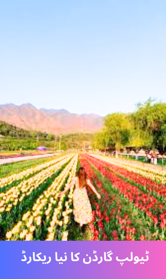 Tulip Garden Sets New Record